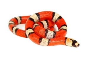 Lampropeltis triangulum hondurensis, hypo. tricolor